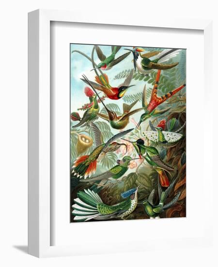 Example from the Family Trochilidae, 'Kunstformen Der Natur', 1899-Ernst Haeckel-Framed Giclee Print