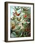 Example from the Family Trochilidae, 'Kunstformen Der Natur', 1899-Ernst Haeckel-Framed Premium Giclee Print