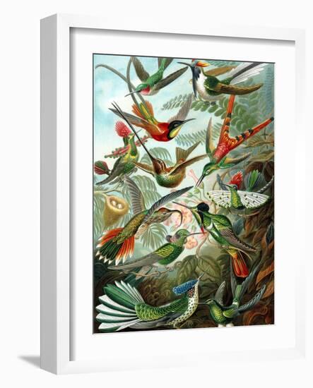 Example from the Family Trochilidae, 'Kunstformen Der Natur', 1899-Ernst Haeckel-Framed Premium Giclee Print