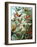 Example from the Family Trochilidae, 'Kunstformen Der Natur', 1899-Ernst Haeckel-Framed Giclee Print