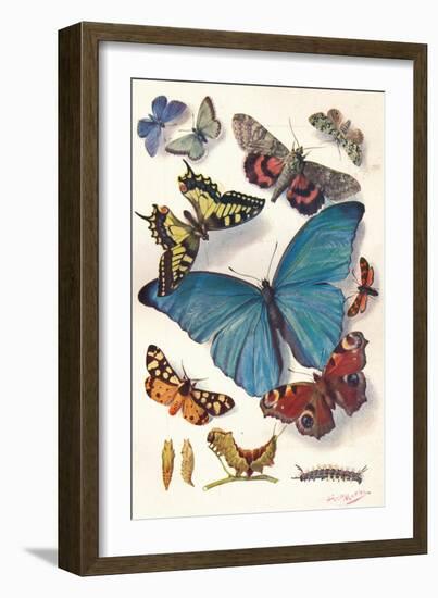 Example of Colour Block Illustration for Scientific Work, C1903-Louis Fairfax Muckley-Framed Giclee Print