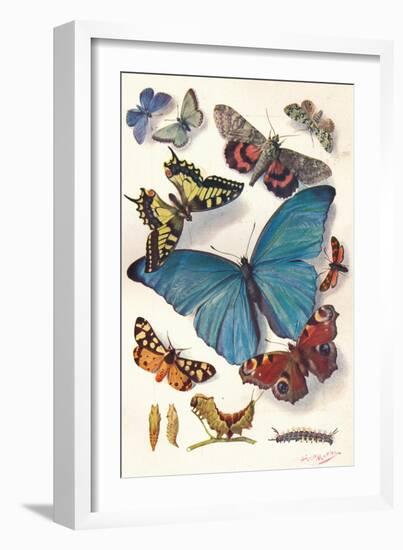 Example of Colour Block Illustration for Scientific Work, C1903-Louis Fairfax Muckley-Framed Giclee Print