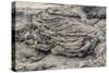 Example of Pahoehoe Lava on Fernandina Island, Galapagos Islands, Ecuador, South America-Michael Nolan-Stretched Canvas