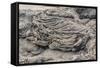 Example of Pahoehoe Lava on Fernandina Island, Galapagos Islands, Ecuador, South America-Michael Nolan-Framed Stretched Canvas