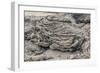 Example of Pahoehoe Lava on Fernandina Island, Galapagos Islands, Ecuador, South America-Michael Nolan-Framed Photographic Print