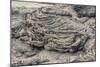 Example of Pahoehoe Lava on Fernandina Island, Galapagos Islands, Ecuador, South America-Michael Nolan-Mounted Photographic Print