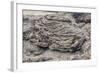 Example of Pahoehoe Lava on Fernandina Island, Galapagos Islands, Ecuador, South America-Michael Nolan-Framed Photographic Print