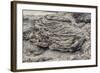 Example of Pahoehoe Lava on Fernandina Island, Galapagos Islands, Ecuador, South America-Michael Nolan-Framed Photographic Print