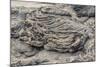 Example of Pahoehoe Lava on Fernandina Island, Galapagos Islands, Ecuador, South America-Michael Nolan-Mounted Photographic Print