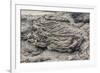 Example of Pahoehoe Lava on Fernandina Island, Galapagos Islands, Ecuador, South America-Michael Nolan-Framed Photographic Print