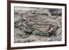 Example of Pahoehoe Lava on Fernandina Island, Galapagos Islands, Ecuador, South America-Michael Nolan-Framed Photographic Print