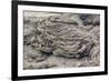 Example of Pahoehoe Lava on Fernandina Island, Galapagos Islands, Ecuador, South America-Michael Nolan-Framed Photographic Print