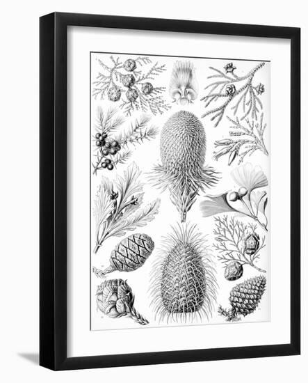 Examples of Coniferae from 'Kunstformen Der Natur', 1899-Ernst Haeckel-Framed Giclee Print