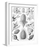 Examples of Coniferae from 'Kunstformen Der Natur', 1899-Ernst Haeckel-Framed Giclee Print