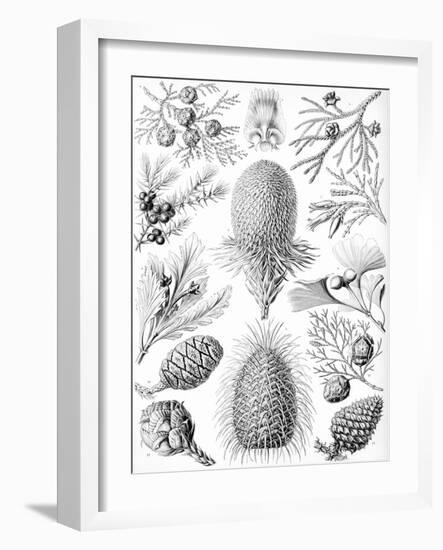 Examples of Coniferae from 'Kunstformen Der Natur', 1899-Ernst Haeckel-Framed Giclee Print