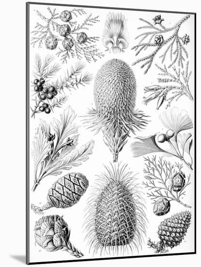 Examples of Coniferae from 'Kunstformen Der Natur', 1899-Ernst Haeckel-Mounted Giclee Print