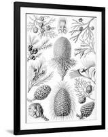 Examples of Coniferae from 'Kunstformen Der Natur', 1899-Ernst Haeckel-Framed Giclee Print