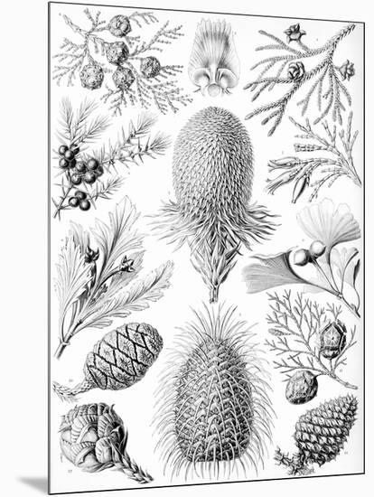 Examples of Coniferae from 'Kunstformen Der Natur', 1899-Ernst Haeckel-Mounted Giclee Print