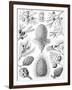 Examples of Coniferae from 'Kunstformen Der Natur', 1899-Ernst Haeckel-Framed Premium Giclee Print