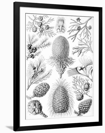 Examples of Coniferae from 'Kunstformen Der Natur', 1899-Ernst Haeckel-Framed Premium Giclee Print