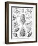 Examples of Coniferae from 'Kunstformen Der Natur', 1899-Ernst Haeckel-Framed Premium Giclee Print