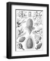 Examples of Coniferae from 'Kunstformen Der Natur', 1899-Ernst Haeckel-Framed Premium Giclee Print