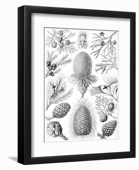 Examples of Coniferae from 'Kunstformen Der Natur', 1899-Ernst Haeckel-Framed Premium Giclee Print