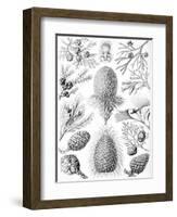 Examples of Coniferae from 'Kunstformen Der Natur', 1899-Ernst Haeckel-Framed Giclee Print