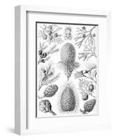 Examples of Coniferae from 'Kunstformen Der Natur', 1899-Ernst Haeckel-Framed Giclee Print