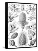 Examples of Coniferae from 'Kunstformen Der Natur', 1899-Ernst Haeckel-Framed Stretched Canvas