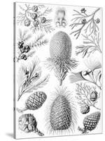 Examples of Coniferae from 'Kunstformen Der Natur', 1899-Ernst Haeckel-Stretched Canvas