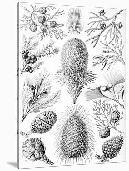 Examples of Coniferae from 'Kunstformen Der Natur', 1899-Ernst Haeckel-Stretched Canvas