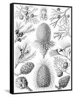 Examples of Coniferae from 'Kunstformen Der Natur', 1899-Ernst Haeckel-Framed Stretched Canvas