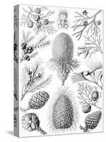 Examples of Coniferae from 'Kunstformen Der Natur', 1899-Ernst Haeckel-Stretched Canvas