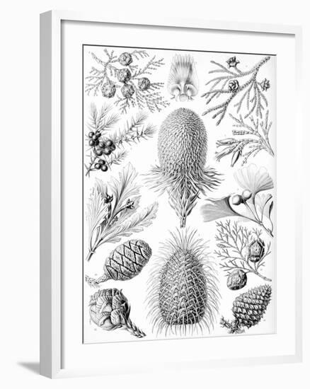 Examples of Coniferae from 'Kunstformen Der Natur', 1899-Ernst Haeckel-Framed Giclee Print