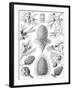 Examples of Coniferae from 'Kunstformen Der Natur', 1899-Ernst Haeckel-Framed Giclee Print