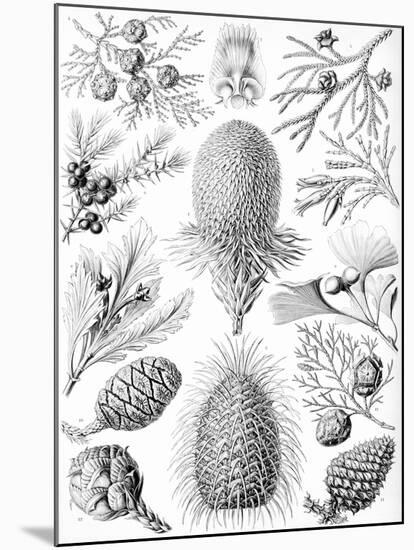 Examples of Coniferae from 'Kunstformen Der Natur', 1899-Ernst Haeckel-Mounted Giclee Print