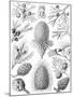 Examples of Coniferae from 'Kunstformen Der Natur', 1899-Ernst Haeckel-Mounted Giclee Print