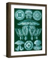 Examples of Discomedusae from 'Kunstformen Der Natur', 1899-Ernst Haeckel-Framed Giclee Print