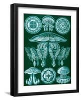 Examples of Discomedusae from 'Kunstformen Der Natur', 1899-Ernst Haeckel-Framed Giclee Print