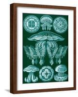 Examples of Discomedusae from 'Kunstformen Der Natur', 1899-Ernst Haeckel-Framed Giclee Print