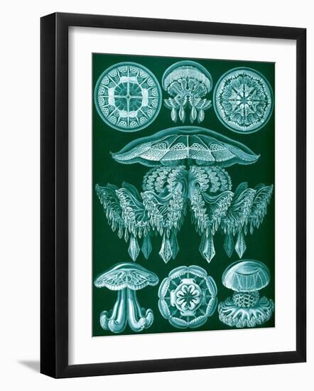 Examples of Discomedusae from 'Kunstformen Der Natur', 1899-Ernst Haeckel-Framed Giclee Print