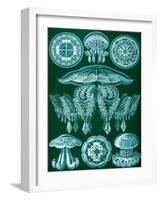 Examples of Discomedusae from 'Kunstformen Der Natur', 1899-Ernst Haeckel-Framed Giclee Print