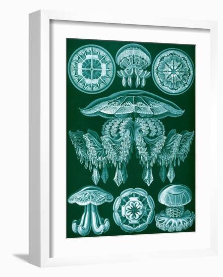 Examples of Discomedusae from 'Kunstformen Der Natur', 1899-Ernst Haeckel-Framed Giclee Print