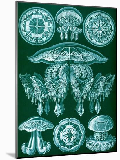 Examples of Discomedusae from 'Kunstformen Der Natur', 1899-Ernst Haeckel-Mounted Giclee Print