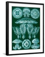 Examples of Discomedusae from 'Kunstformen Der Natur', 1899-Ernst Haeckel-Framed Giclee Print