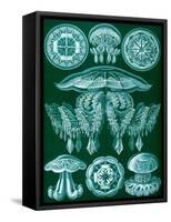 Examples of Discomedusae from 'Kunstformen Der Natur', 1899-Ernst Haeckel-Framed Stretched Canvas