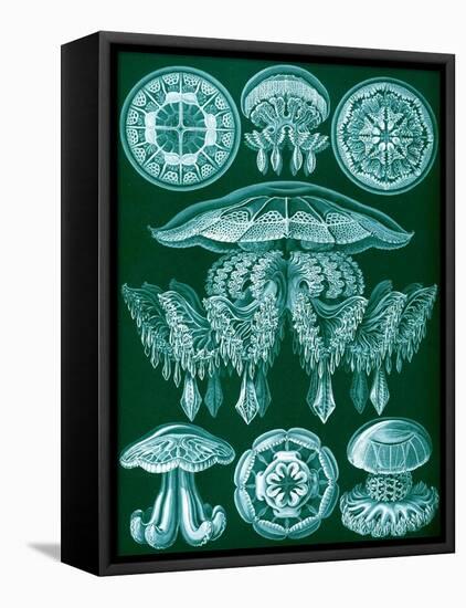 Examples of Discomedusae from 'Kunstformen Der Natur', 1899-Ernst Haeckel-Framed Stretched Canvas