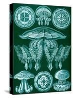 Examples of Discomedusae from 'Kunstformen Der Natur', 1899-Ernst Haeckel-Stretched Canvas