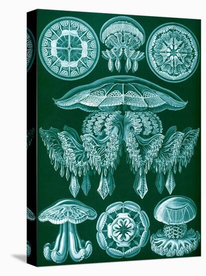 Examples of Discomedusae from 'Kunstformen Der Natur', 1899-Ernst Haeckel-Stretched Canvas